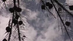 Close up shot of birds nesting in tree Stock Footage