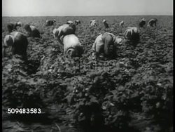 Cotton pickers Instructional Video
