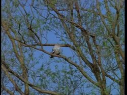 WA pair of Wood pigeon, Columba palumbus, mating on branch, United Kingdom Stock Footage