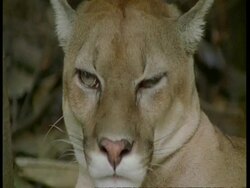 CU Puma looking to camera, South America Stock Footage