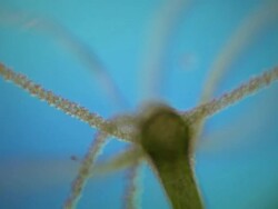 Green Hydra with tentacles waving Stock Footage