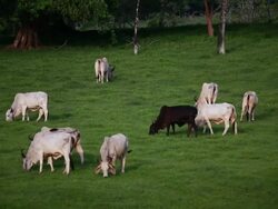 MS Black male cow surrounded by female white cows feeding in pasture / Cobano, Puntarenas, Costa Rica Stock Footage