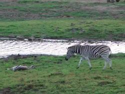 WS TS View of Zebra mother returns to it's injured young to encourage it to get up / Pilanesberg, Gauteng, South Africa Stock Footage