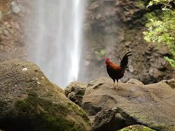 MS Rooster on rock with waterfall / Wailua, Kauai, Hawaii, United States Stock Footage