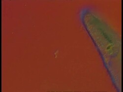 CU microscopic view of Ciliate protozoan, red background Stock Footage
