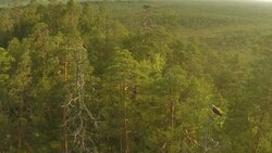 Osprey from air Stock Footage
