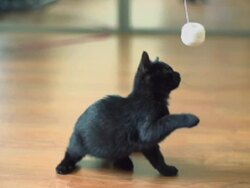 Slow motion of Kitten playing. Stock Footage