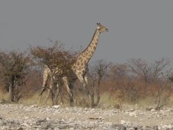 giraffe fighting Stock Footage