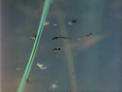 Anopheles Mosquito, MS High angle, larvae lie flat against surface of water, taking air in through pores Stock Footage