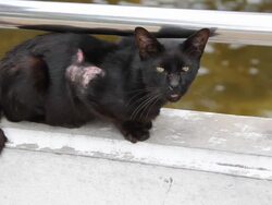 Homeless cat Stock Footage