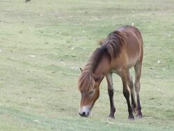 Horse eating grass Stock Footage