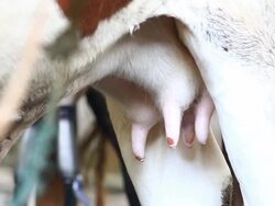 cow big udder full of milk Stock Footage