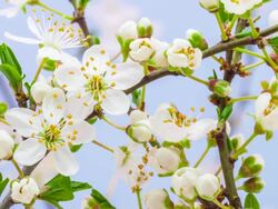 Wild plum flower blooming Stock Footage