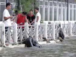 Thailand Flood GV Stock Footage