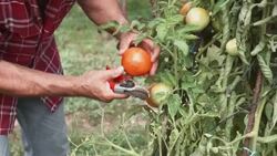 Senior man cutting tomatoes in his allotment Stock Footage