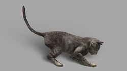 Cat with Alpha Channel (Loopable) Stock Footage