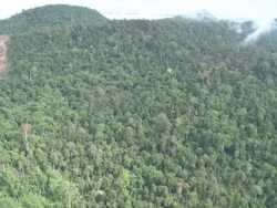 Newly cleared rainforest, ready for planting palm oil, Maliau Basin, Sabah, Malaysia, Borneo Stock Footage