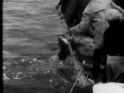 Maori Fishermen Go After the Sharks News Clip