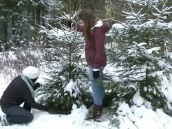 MS Two women cutting christmas tree / Saarburg, Rhineland-Palatinate, Germany Stock Footage