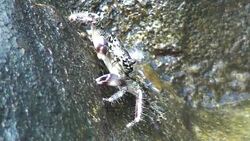 Crab eats his lunch Stock Footage