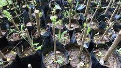 Seedlings of Mulberry plant in the nursery bags. Stock Footage