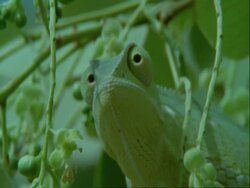 CU Flapnecked Chameleon, Chamaeleo dilepis, firing tongue, low angle, Botswana, Africa Stock Footage