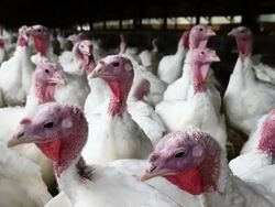 California Turkey Farm Supplies Birds For Thanksgiving Dinners Stock Footage