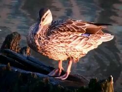 Duck Near Water Stock Footage