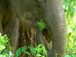 BCU elephant trunk breaking foliage off and putting it in mouth, tilt up to face and down again Stock Footage