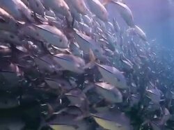 TrevallyJack Closed Up Stock Footage