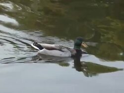 Charlottenburg mallard  1080/60i Stock Footage