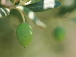 HD: Olive Tree Branches Shacked by Wind Stock Footage
