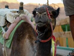 Came Chewing Stock Footage