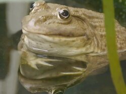 Frog Stock Footage