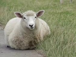 MS Shot of sheep resting on salt meadows, North Sea North Frisia / Westerhever / Westerhever, Schleswig Holstein, Germany Stock Footage