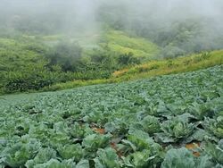 Cabbage Stock Footage
