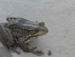 Frog 1 Stock Footage