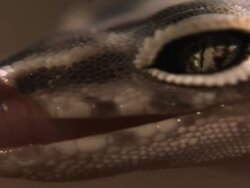 Exteme Close Up Slow Motion - Gecko head, tongue licks lips / California USA Stock Footage