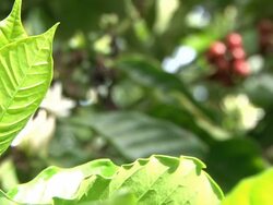 Fairtrade coffee beans at coffee-plantation in Ecuador Stock Footage