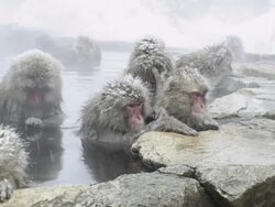 Japanese Macaques (Macaca fuscata) grooming, yawning, enjoy bath, Onsen of Jigokudani yaenkoen, Nagano Prefecture, Japan Stock Footage