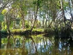 Floating through the mangroves Stock Footage