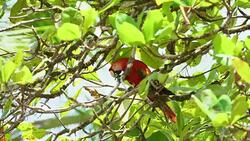 MS Macaw on a tree Stock Footage
