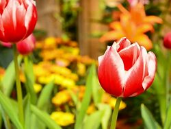 Dolly Shot: Red Tulip Flowers Stock Footage