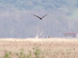 Marsh Harrier Stock Footage