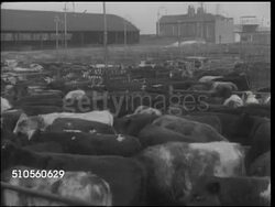 1944: IRELAND: HA XWS Irish stockyard (poor contrast, grainy), WS Cattle in pens, sign on building 'British & Irish Steam Pa' (...cket co, aka B&I) w/ men herding cattle, LS Ship w/ 'Eire' label FG, cattle ramp BG, VS Cattle down ramp. WWII. Instructional Video