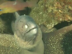 CU Geometric moray eel lying in rock crevice covered with coral and sponges / Matola, Maputo, Mozambique Stock Footage