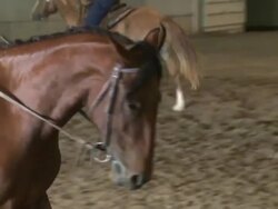 Inmate-trained mustangs auctioned in Reno News Clip