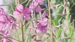 Summer wild flower Stock Footage