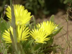 MS Shot of Yellow petalled succulent / Namaqualand, Northern Cape, South Africa Stock Footage