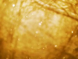 Gold morning HD1080, NTSC, PAL Stock Footage